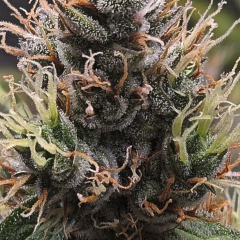 Skunk #1 #1 growlog timeline photo