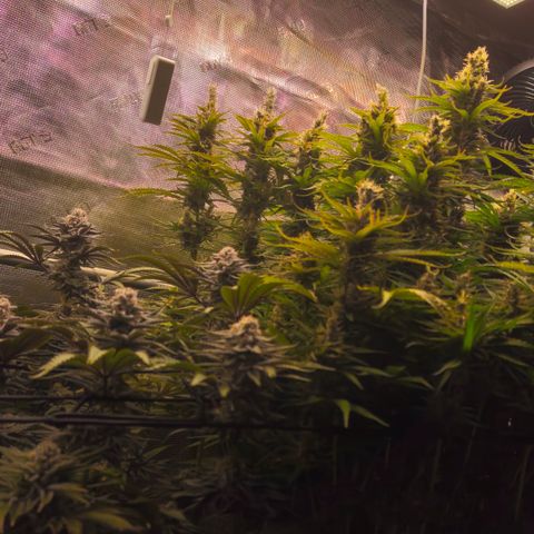 Skunk #1 #2 growlog timeline photo