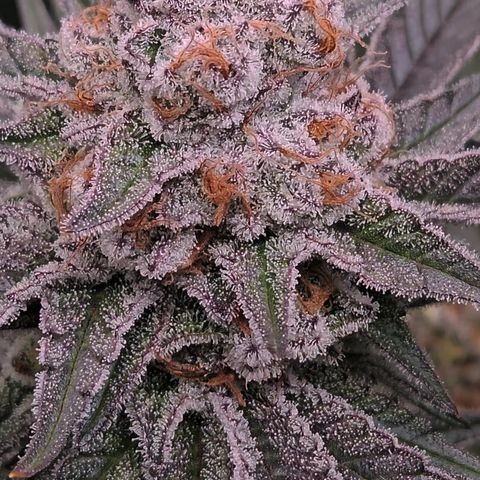 Northern Lights #2 growlog timeline photo