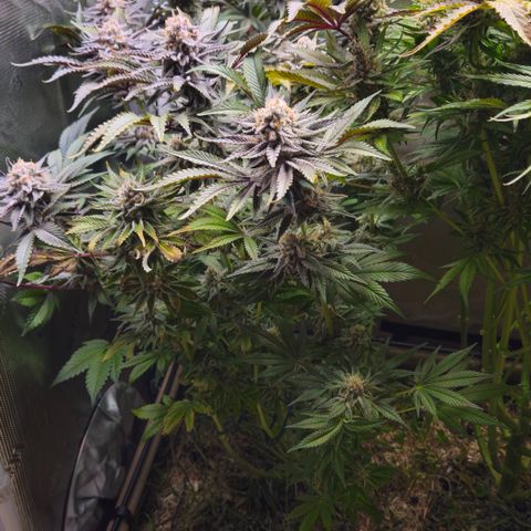 Northern Lights #2 growlog timeline photo