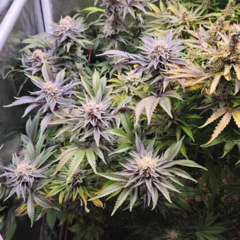 Northern Lights #2 growlog timeline photo