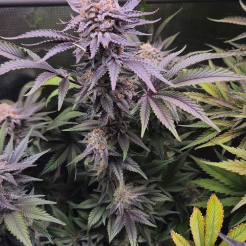 Northern Lights #2 growlog timeline photo