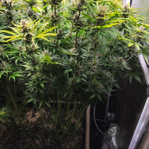 Skunk #1 #2 growlog timeline photo