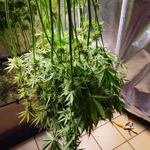 Skunk #1 #2 growlog timeline photo