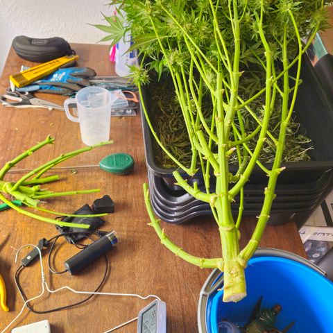 Skunk #1 #1 growlog timeline photo