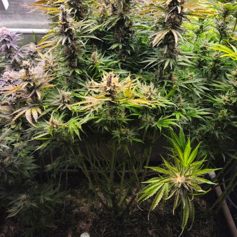 Skunk #1 #1 growlog timeline photo