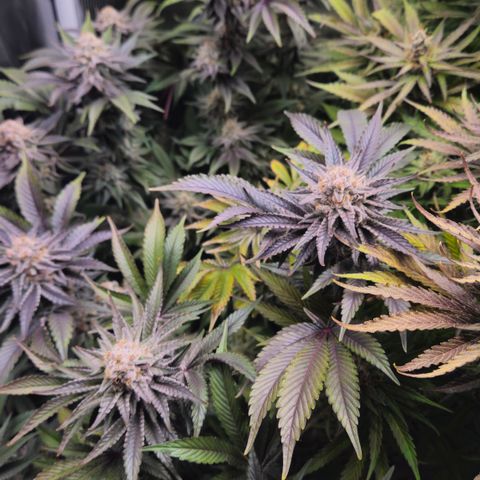 Northern Lights #2 growlog timeline photo