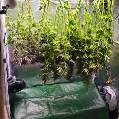 Skunk #1 #2 growlog timeline photo