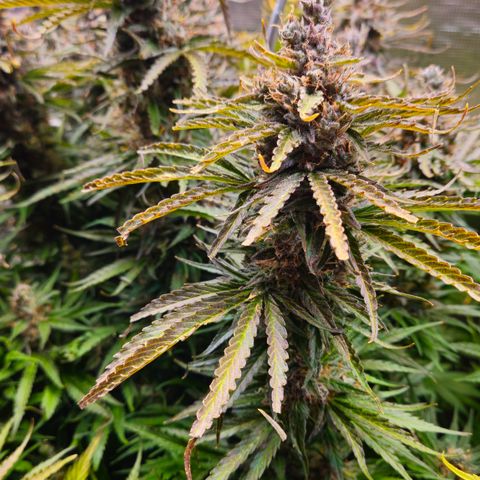 Skunk #1 #1 growlog timeline photo