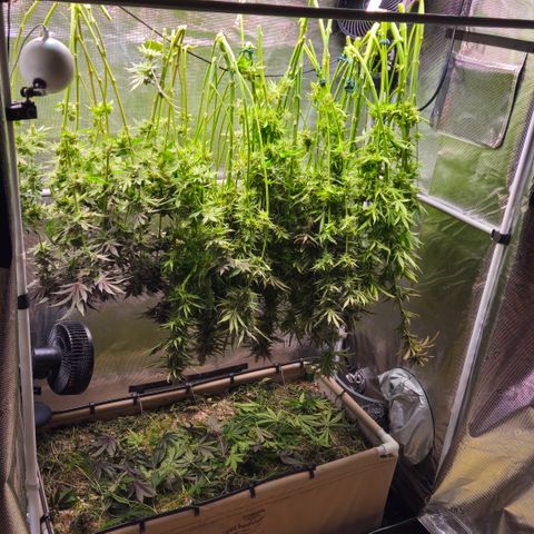 Skunk #1 #2 growlog timeline photo
