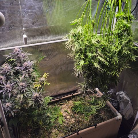 Skunk #1 #2 growlog timeline photo