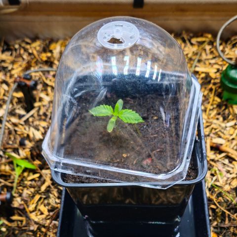 Black Cherry Gushers #2 growlog timeline photo