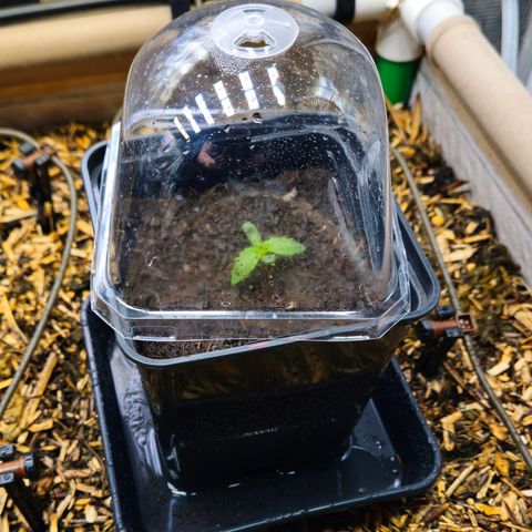 Black Cherry Gushers #3 growlog timeline photo