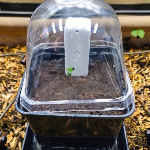 Black Cherry Gushers #4 growlog timeline photo