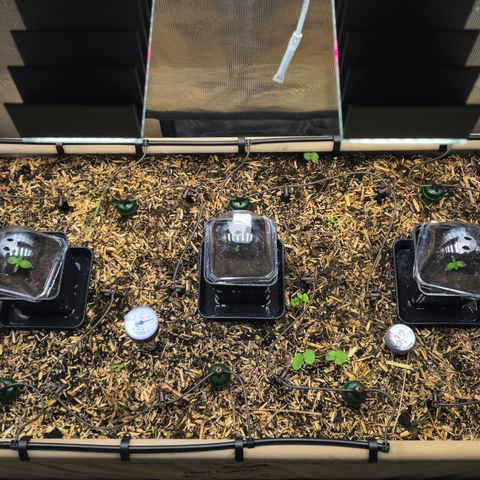 Black Cherry Gushers #4 growlog timeline photo