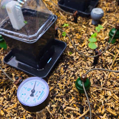 Black Cherry Gushers #4 growlog timeline photo