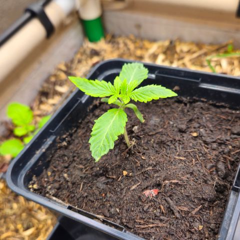 Black Cherry Gushers #2 growlog timeline photo