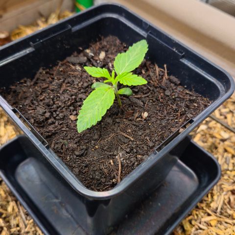 Black Cherry Gushers #3 growlog timeline photo