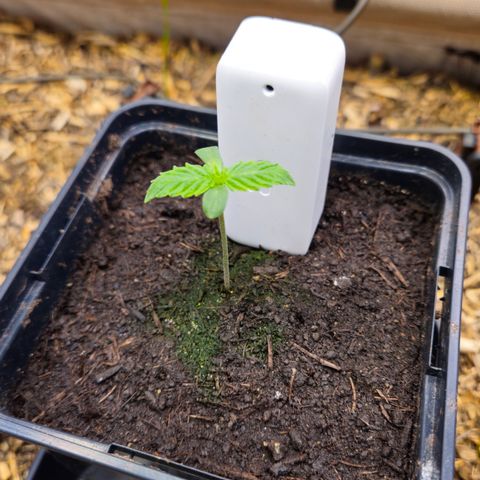 Black Cherry Gushers #4 growlog timeline photo