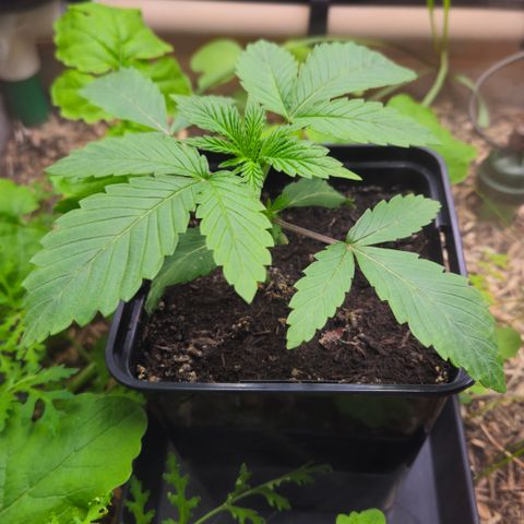 Black Cherry Gushers #2 growlog timeline photo