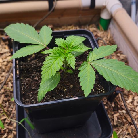 Black Cherry Gushers #3 growlog timeline photo