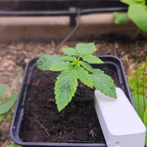 Black Cherry Gushers #4 growlog timeline photo