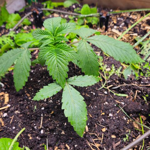 Black Cherry Gushers #2 growlog timeline photo