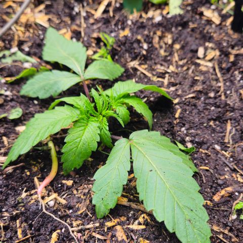 Black Cherry Gushers #3 growlog timeline photo