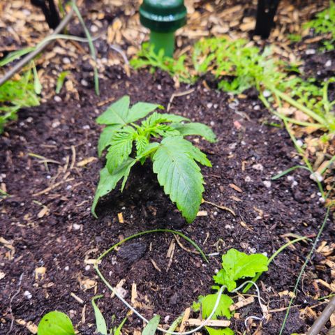 Black Cherry Gushers #4 growlog timeline photo