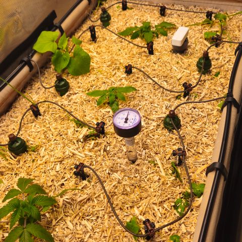 Black Cherry Gushers #4 growlog timeline photo