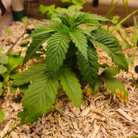 Black Cherry Gushers #2 growlog timeline photo