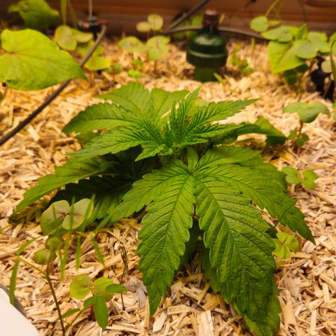 Black Cherry Gushers #3 growlog timeline photo