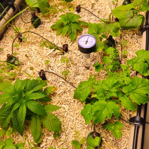 Black Cherry Gushers #4 growlog timeline photo