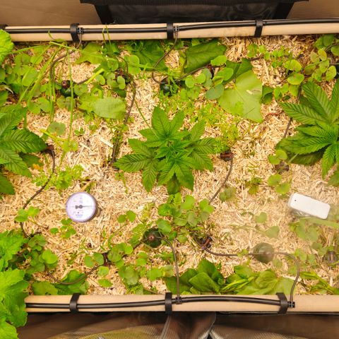 Black Cherry Gushers #4 growlog photo: Before and after Topping and a little chop an drop of the cover crop