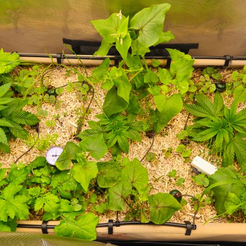 Black Cherry Gushers #4 growlog photo: Before and after Topping and a little chop an drop of the cover crop