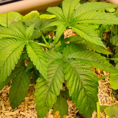 Black Cherry Gushers #2 growlog timeline photo
