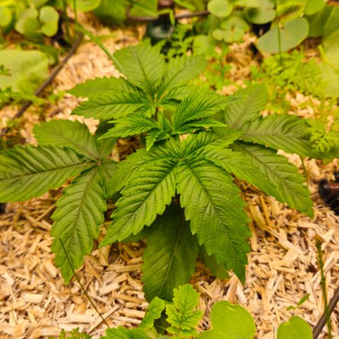 Black Cherry Gushers #4 growlog timeline photo