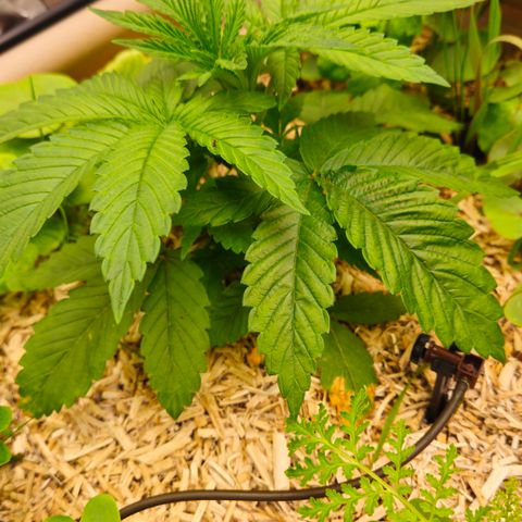 Black Cherry Gushers #2 growlog timeline photo