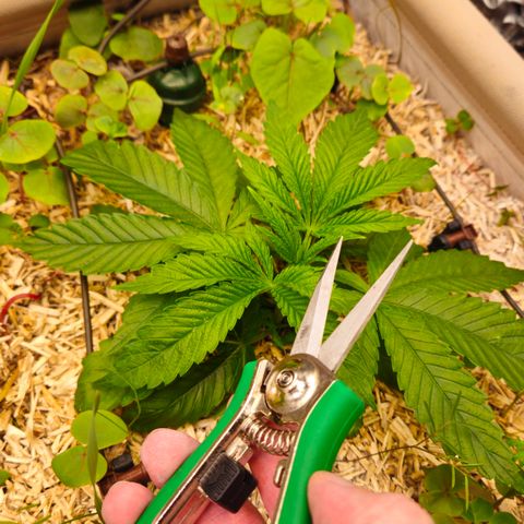 Black Cherry Gushers #3 growlog timeline photo