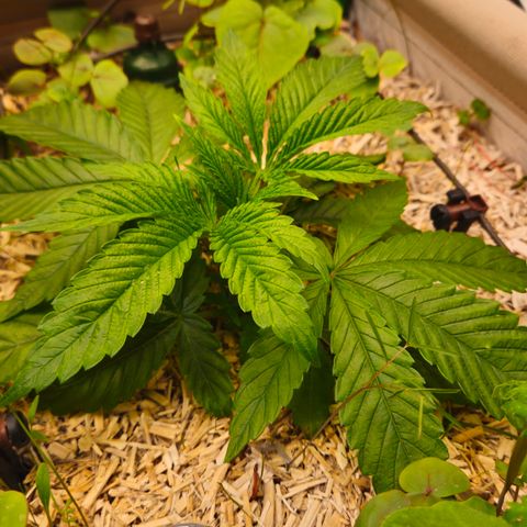Black Cherry Gushers #3 growlog timeline photo