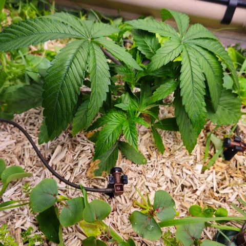 Black Cherry Gushers #2 growlog timeline photo