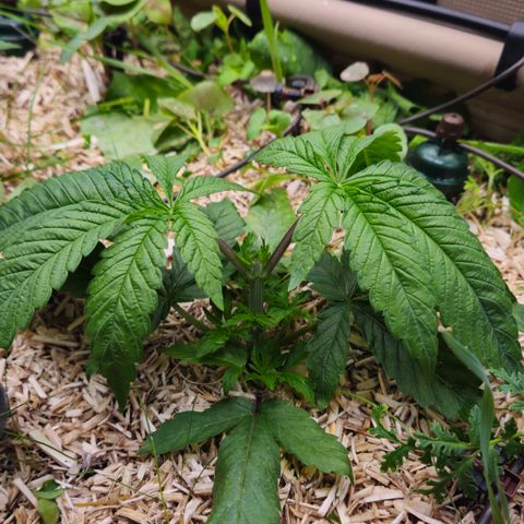 Black Cherry Gushers #3 growlog timeline photo