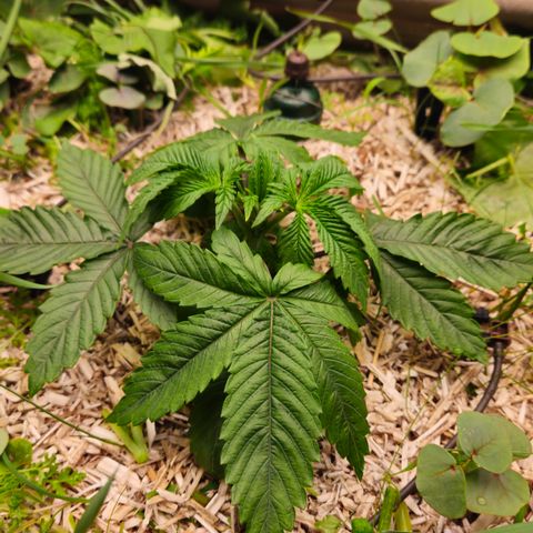 Black Cherry Gushers #4 growlog timeline photo