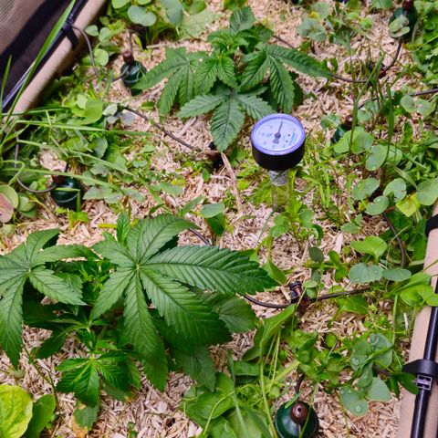 Black Cherry Gushers #4 growlog timeline photo