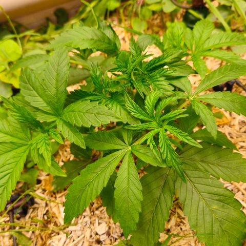 Black Cherry Gushers #2 growlog timeline photo