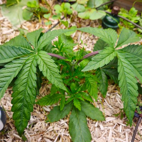 Black Cherry Gushers #3 growlog timeline photo
