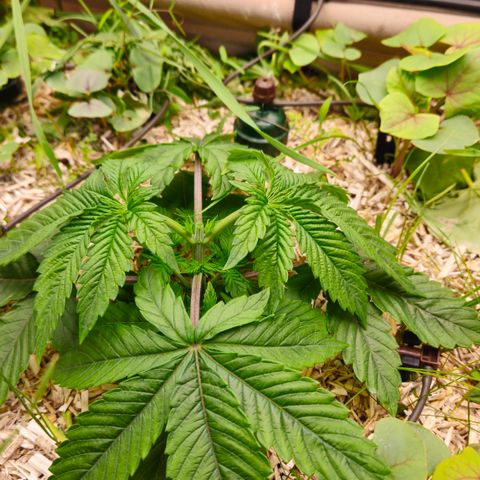 Black Cherry Gushers #4 growlog timeline photo