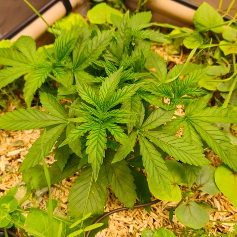 Black Cherry Gushers #2 growlog timeline photo