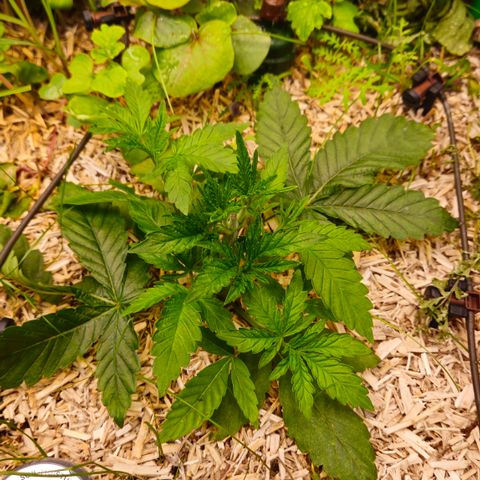 Black Cherry Gushers #3 growlog timeline photo
