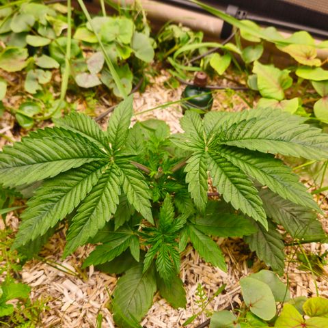 Black Cherry Gushers #4 growlog timeline photo